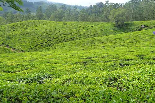 孕妇梦见绿色植物 孕妇梦见绿色植物