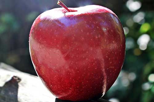 孕妇梦见红苹果 孕妇梦见红苹果