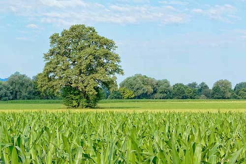 孕妇梦见玉米地 孕妇梦见玉米地