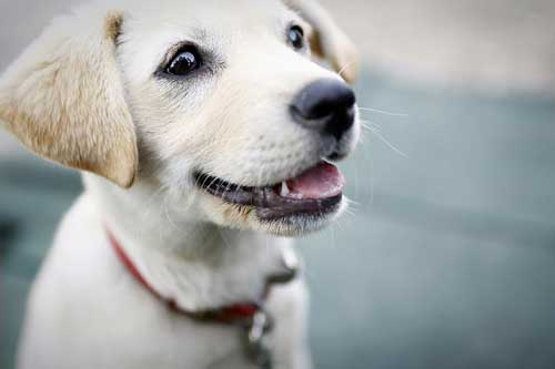 孕妇做梦梦见狗 孕妇做梦梦见狗