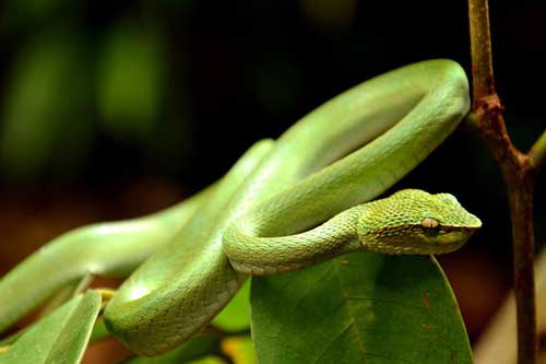 怀孕的人梦见蛇 怀孕的人梦见蛇