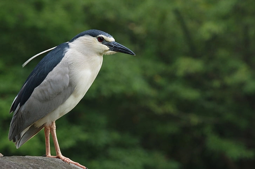 怀孕初期梦见屋顶鸟 怀孕初期梦见屋顶鸟