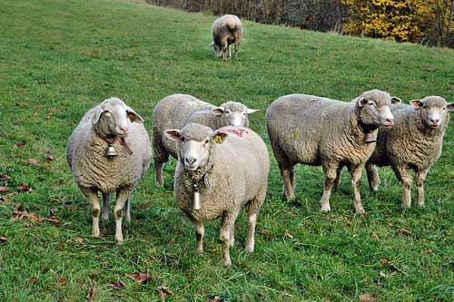 孕妇梦见羊 孕妇梦见羊