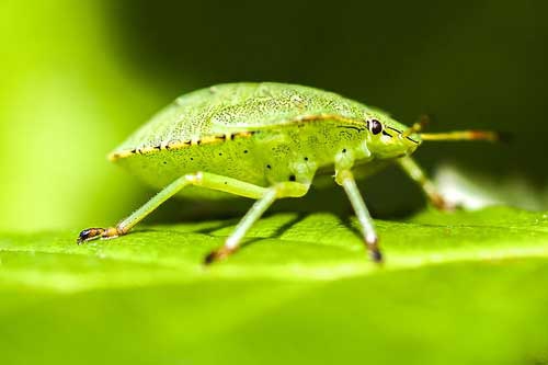 孕妇梦见虫子 孕妇梦见虫子