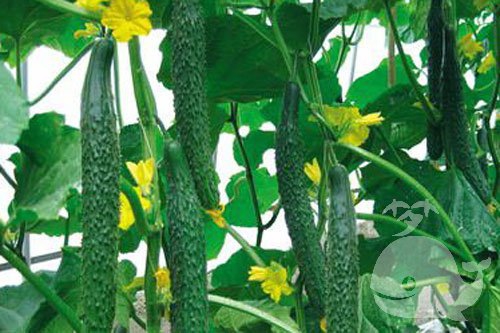 黄瓜 黄瓜