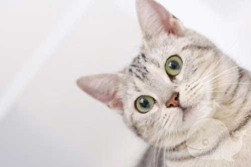 孕妇梦见猫撒尿 孕妇梦见猫撒尿