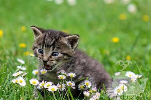 孕妇梦见死人变成死猫 孕妇梦见死人变成死猫