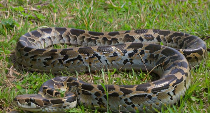 <a href=https://www.zgjmorg.vip/tag/mengjian/ target=_blank class=infotextkey>梦见</a><a href=https://www.zgjmorg.vip/tag/mangshe/ target=_blank class=infotextkey>蟒蛇</a> <a href=https://www.zgjmorg.vip/tag/mengjian/ target=_blank class=infotextkey>梦见</a><a href=https://www.zgjmorg.vip/tag/mangshe/ target=_blank class=infotextkey>蟒蛇</a>