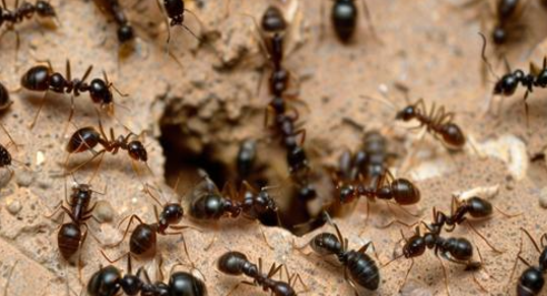 女人梦见蚂蚁成群 女人梦见蚂蚁成群