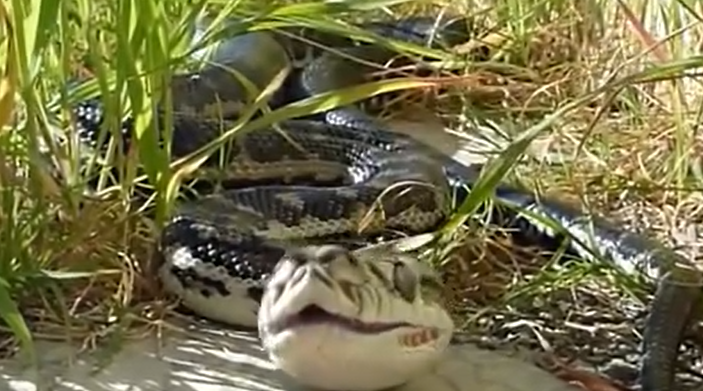 女性梦见蛇是什么预兆 