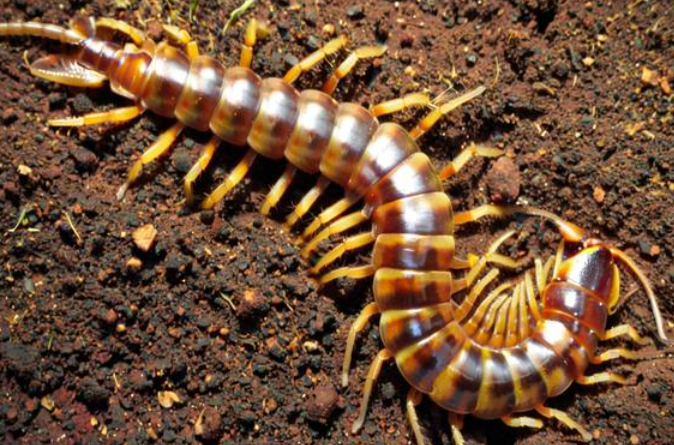 <a href=https://www.zgjmorg.vip/tag/mengjian/ target=_blank class=infotextkey>梦见</a><a href=https://www.zgjmorg.vip/tag/wugong/ target=_blank class=infotextkey>蜈蚣</a> <a href=https://www.zgjmorg.vip/tag/mengjian/ target=_blank class=infotextkey>梦见</a><a href=https://www.zgjmorg.vip/tag/wugong/ target=_blank class=infotextkey>蜈蚣</a>