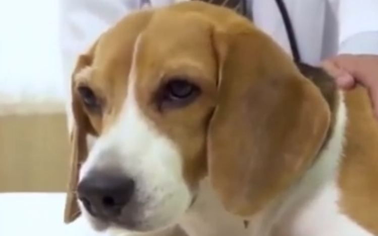 梦见被狗咬 梦见被狗咬