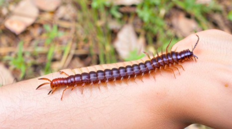 梦见蜈蚣爬上身 梦见蜈蚣爬上身