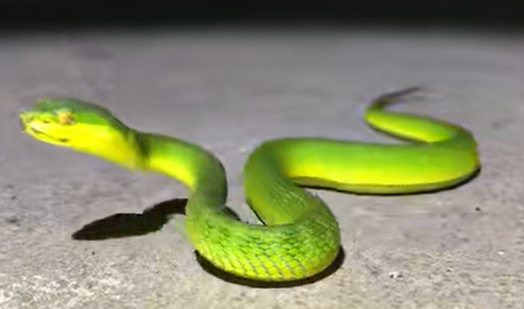 男人梦见蛇是什么预兆 男人梦见蛇是什么预兆