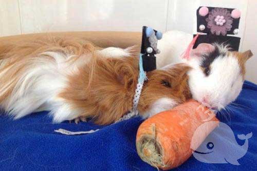 梦见猫和猫头鹰啄自己