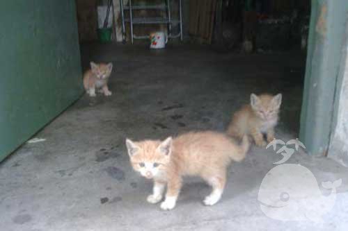 梦见被猫咬住脖子不放 梦见被猫咬住脖子不放