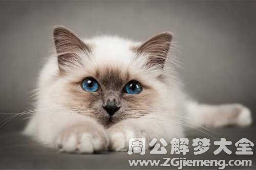 怀孕梦见小猫 怀孕梦见小猫