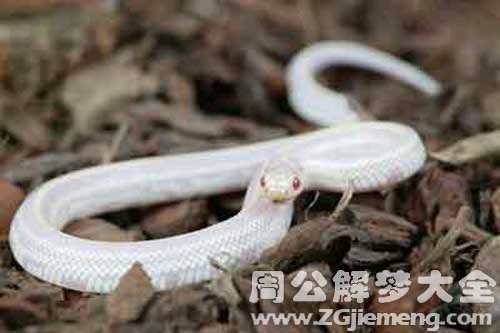 孕妇梦见蛇肉 孕妇梦见蛇肉