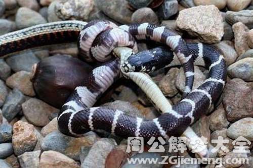 孕妇梦见和蛇打架 孕妇梦见和蛇打架