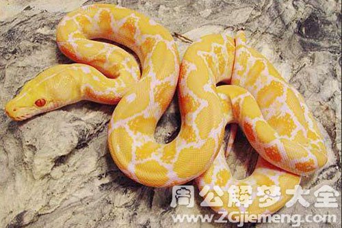 金黄蛇 金黄蛇