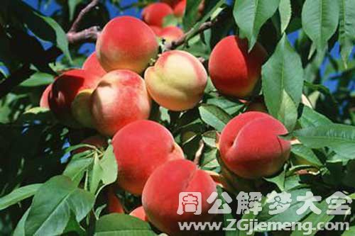 孕期梦见桃子 孕期梦见桃子