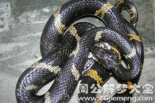 孕妇梦见吃黑蛇 孕妇梦见吃黑蛇