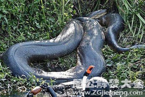 孕妇梦见蟒 孕妇梦见蟒