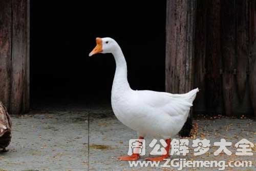 怀孕梦见鹅 怀孕梦见鹅