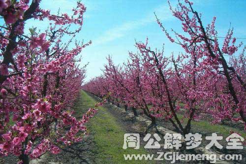 孕妇梦见花树 孕妇梦见花树