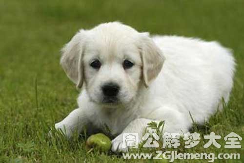 孕妇梦见一条狗 孕妇梦见一条狗