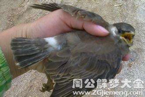 孕妇梦见捉鸟 孕妇梦见捉鸟