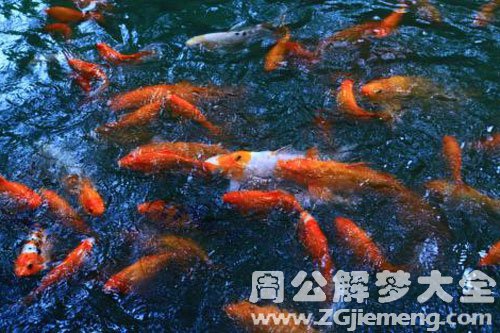 怀孕后梦见鱼 怀孕后梦见鱼