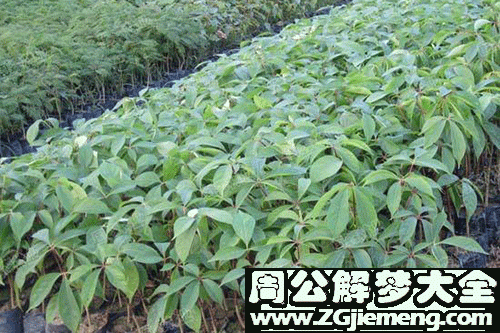 孕妇梦见树苗 孕妇梦见树苗