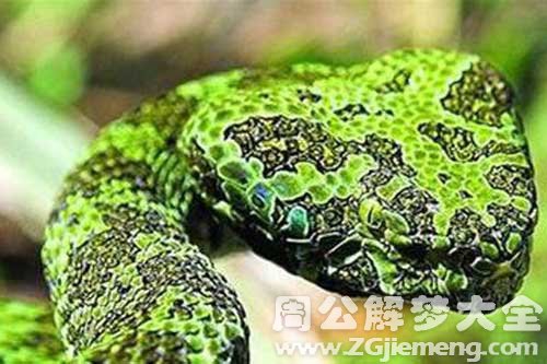 孕妇梦见蛇洞 孕妇梦见蛇洞