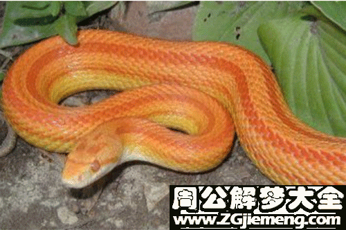 孕妇梦见母蛇 孕妇梦见母蛇