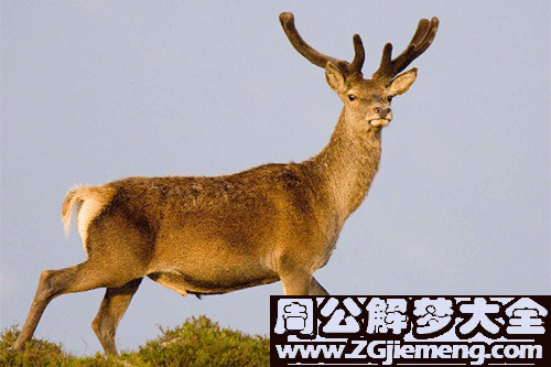 怀孕梦见鹿 怀孕梦见鹿