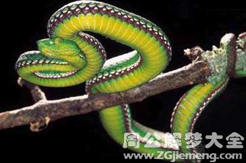 孕妇梦见很大的一条蛇 孕妇梦见很大的一条蛇