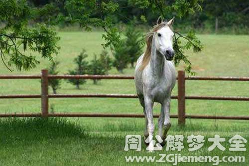 孕妇梦见一匹马 孕妇梦见一匹马