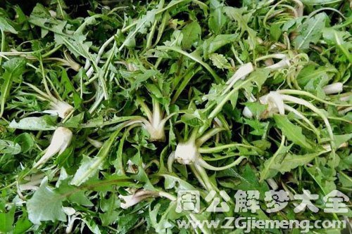 孕妇梦见野菜 孕妇梦见野菜