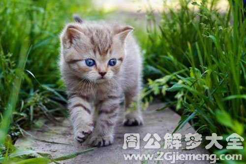 孕妇梦见自己被猫咬 孕妇梦见自己被猫咬