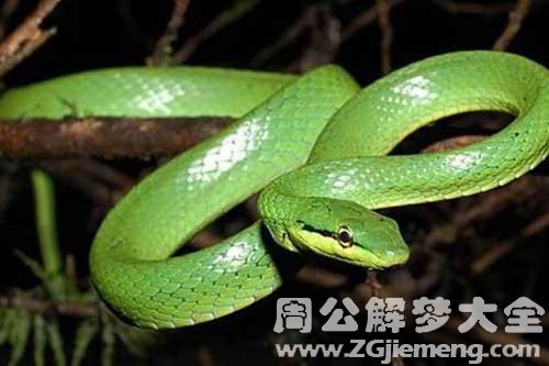 孕妇梦见蛇咬出血了 孕妇梦见蛇咬出血了