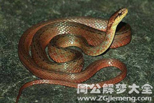 孕妇梦见蛇被吓醒 孕妇梦见蛇被吓醒