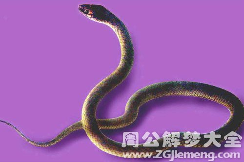 孕妇梦见紫蛇 孕妇梦见紫蛇
