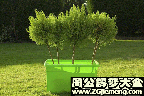 孕妇梦见小树 孕妇梦见小树