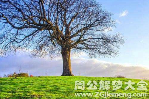 梦见大树 梦见大树