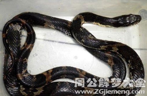 孕妇梦见三条黑蛇 孕妇梦见三条黑蛇