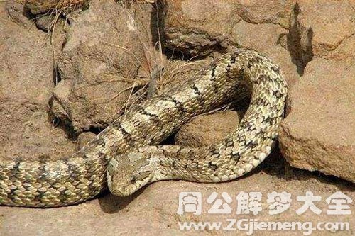 断了头的蛇 断了头的蛇