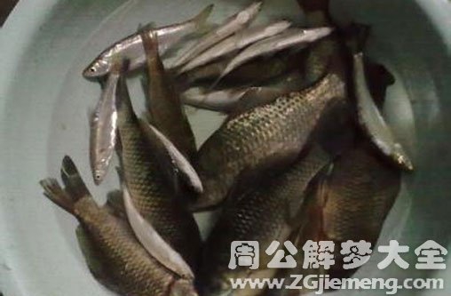 孕妇梦见捉好多鱼 孕妇梦见捉好多鱼