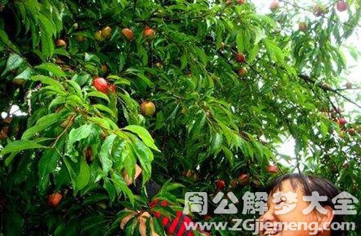 孕妇梦见满树李子 孕妇梦见满树李子