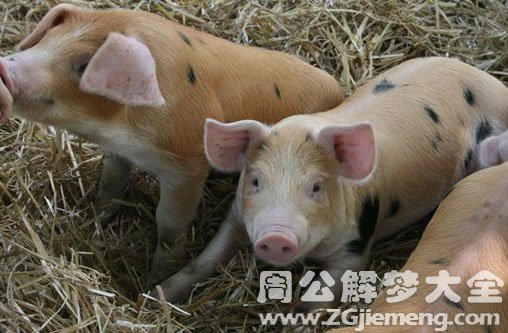 孕妇梦见小花猪 孕妇梦见小花猪